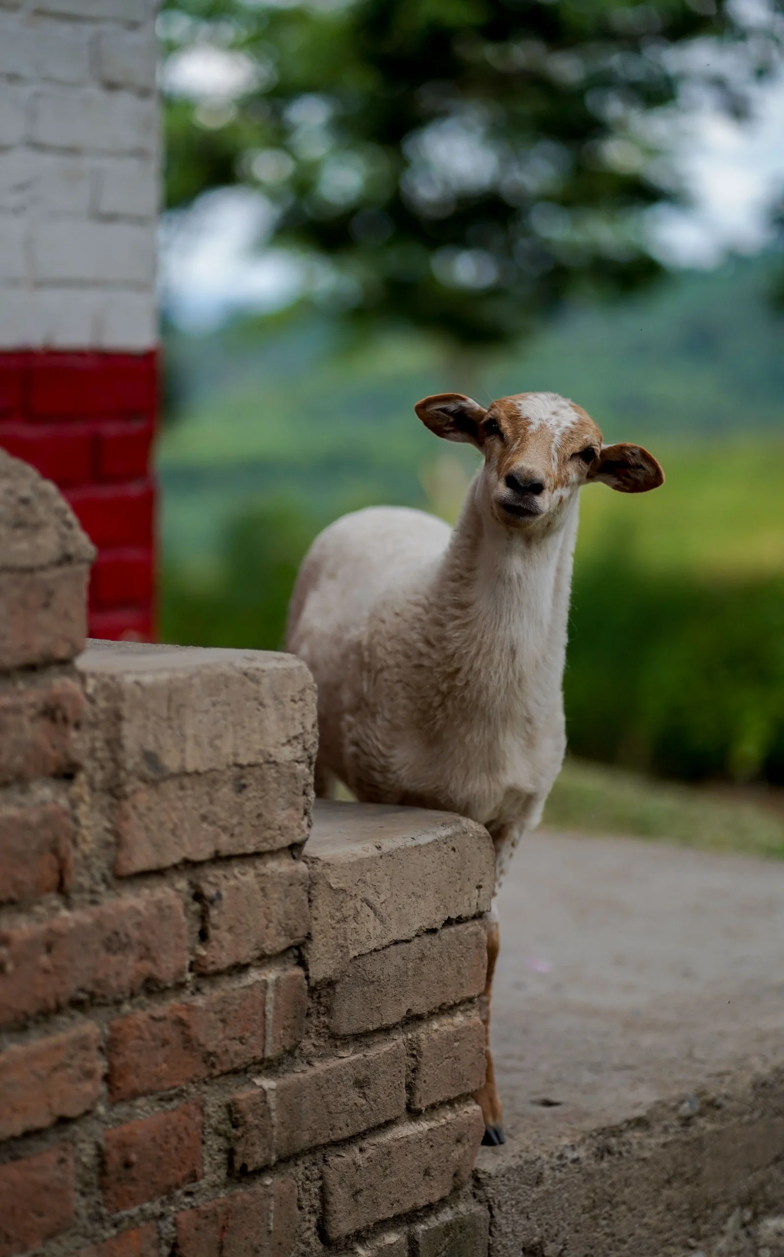 Cabra joven de pelaje beige y blanco observando a la cámara frente a una pared de ladrillos marrones – fotografía rural con fondo difuminado por Suma Estudios